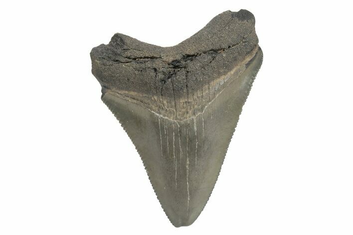 Serrated, Juvenile Megalodon Tooth - South Carolina #248523